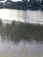 Eleocharis interstincta