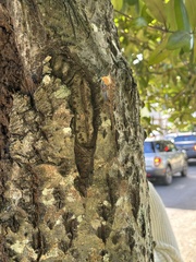 Anolis stratulus
