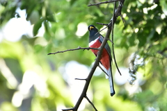 Trogon elegans