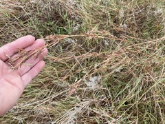 Cymbopogon refractus