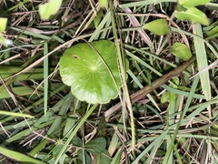 Hydrocotyle bonariensis