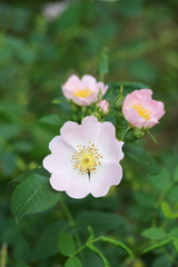 Rosa micrantha