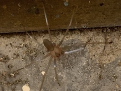 Loxosceles rufescens