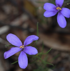Cheiranthera linearis