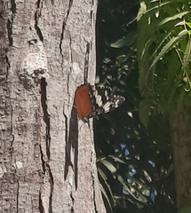 Hamadryas amphinome mazai