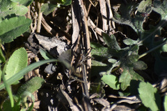 Pardosa
