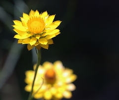 Xerochrysum viscosum