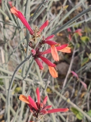 Justicia californica