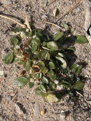 Guilleminea densa