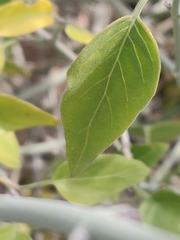 Justicia californica