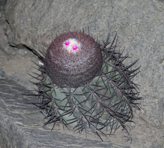 Melocactus peruvianus