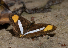 Adelpha thessalia
