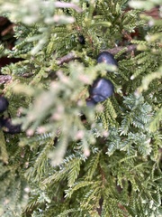 Juniperus