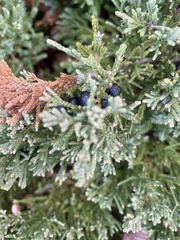 Juniperus