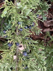 Juniperus