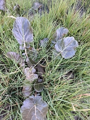 Brassica rapa