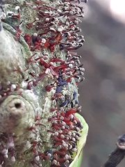 Nectria pseudotrichia