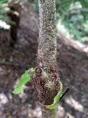 Nectria pseudotrichia