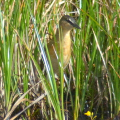 Hapalocrex flaviventer