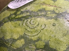 Watermelon mosaic virus