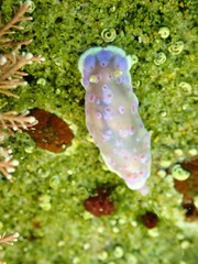 Goniobranchus thompsoni