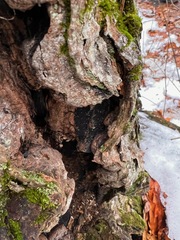 Melanomma pulvis-pyrius