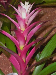 Aechmea fasciata