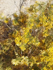 Ericameria paniculata