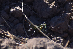 Campylacantha olivacea