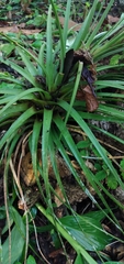 Tillandsia fasciculata