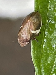 Bathyllus albicinctus