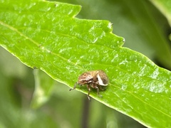 Bathyllus albicinctus
