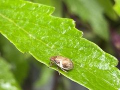 Bathyllus albicinctus