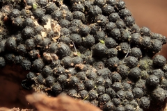 Melanomma pulvis-pyrius