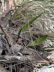 Cryptostylis leptochila
