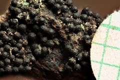 Melanomma pulvis-pyrius
