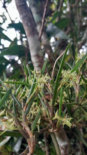 Epidendrum hornitense Hágsater & L.Sánchez