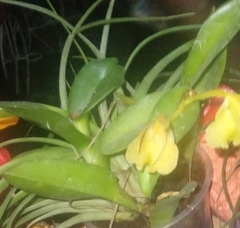 Specklinia