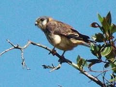 Falco sparverius