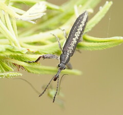 Rhinotia