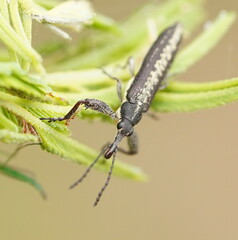Rhinotia