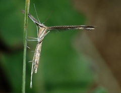 Stenoptilia zophodactylus