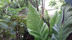 Anthurium crenatum