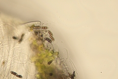 Melanomma pulvis-pyrius