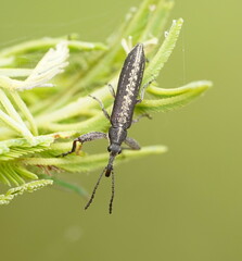 Rhinotia
