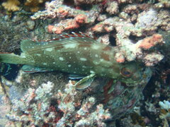 Epinephelus labriformis