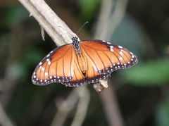 Danaus eresimus