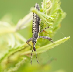 Rhinotia