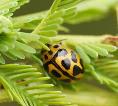 Peltoschema oceanicum