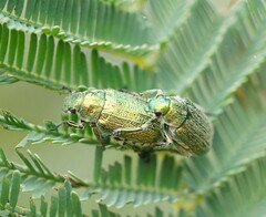 Diphucephala